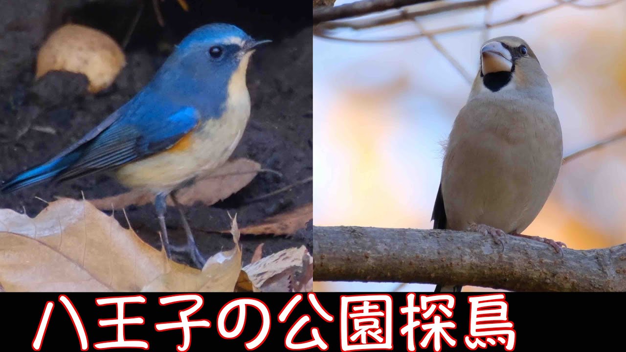 11月28日 青のルリビタキ居たよ 八王子の公園探鳥