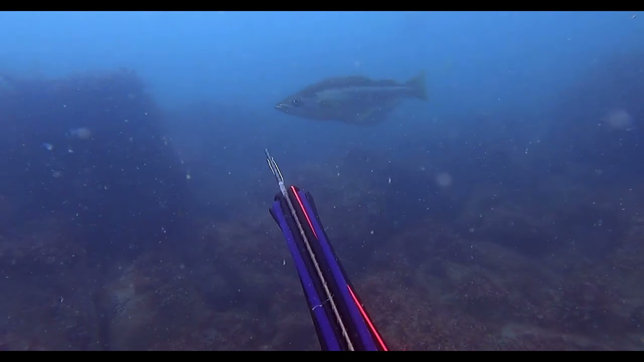 Spearfishing - Spring 24 - Jersey CI