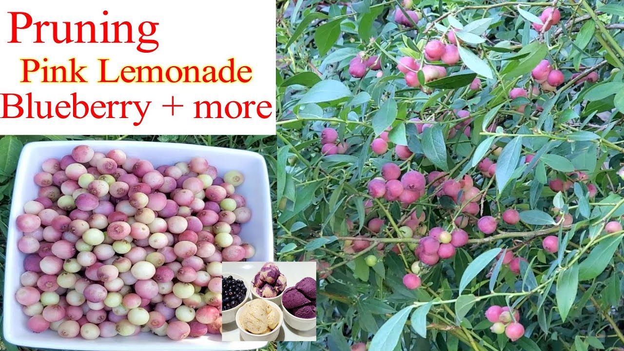 Pruning overgrown Pink Lemonade Blueberry after harvest | Rejuvenate | Front yard garden | Dessert