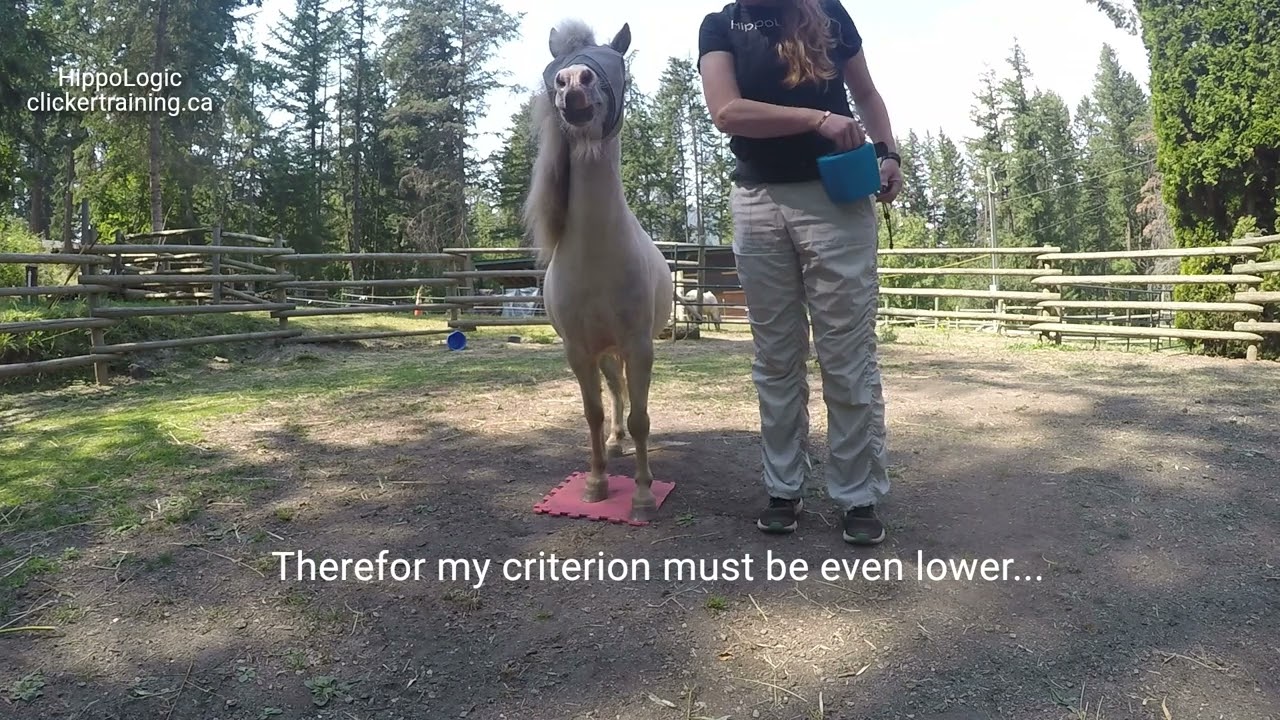 HippoLogic Key Lesson Mat Training Refresher Fionn | How to prevent FRUSTRATION in clicker training