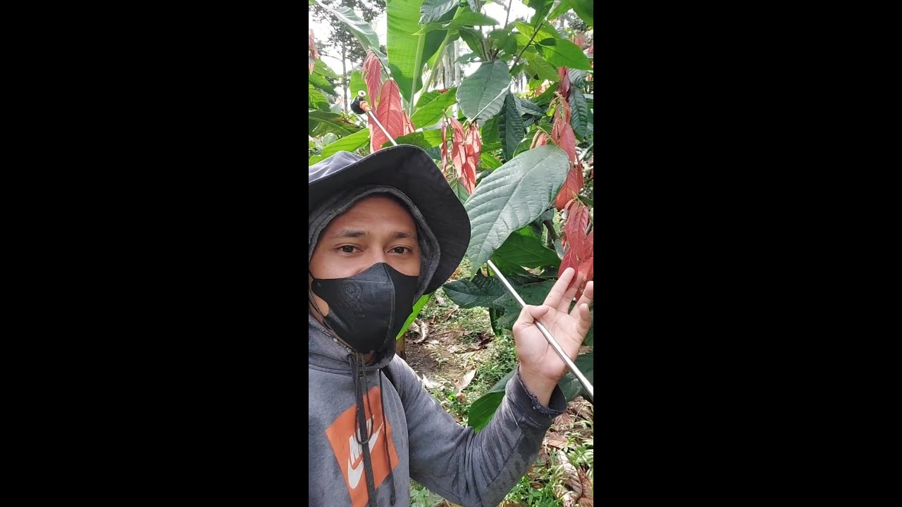 Spraying on cacao after sprout removal. #fypシ #highlights #cacao #farming #davaocity