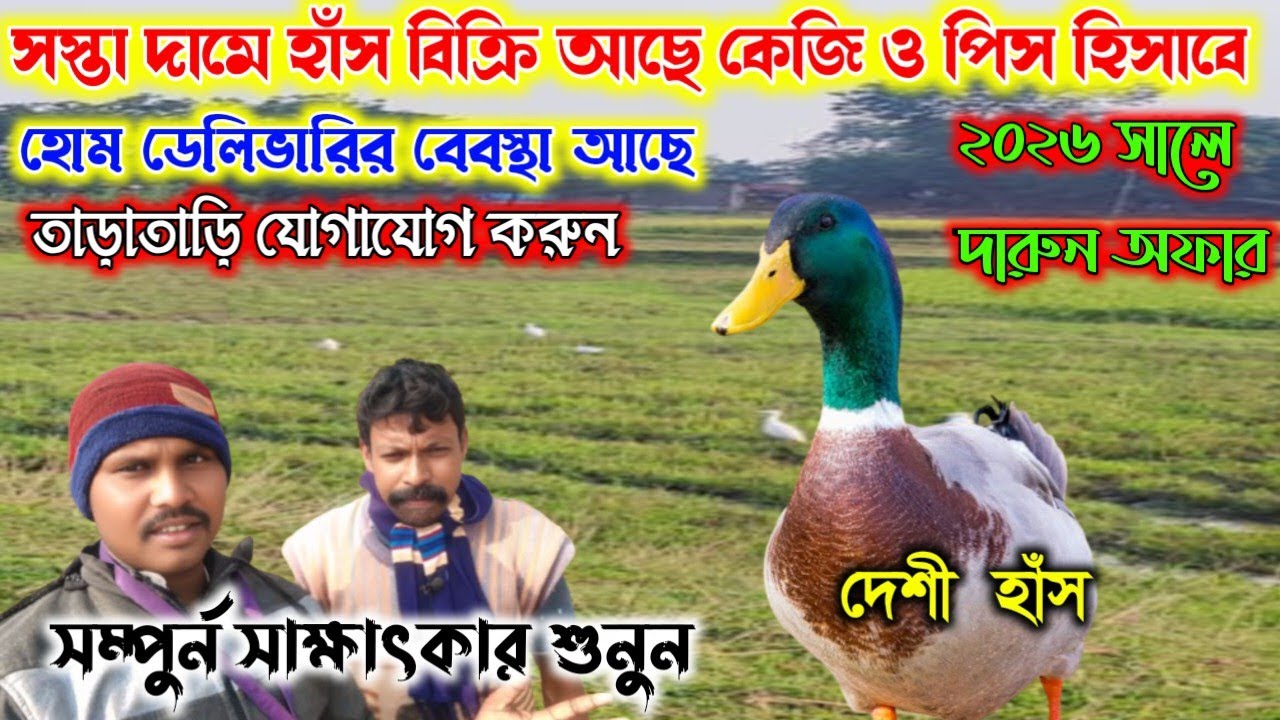 সস্তা দামে হাঁস বিক্রি 🔥আছে। আবার হোম ডেলিভারির বেবস্থা আছে। যোগাযোগ করুন ২০২৬সে পিকনিকের জন্য। 