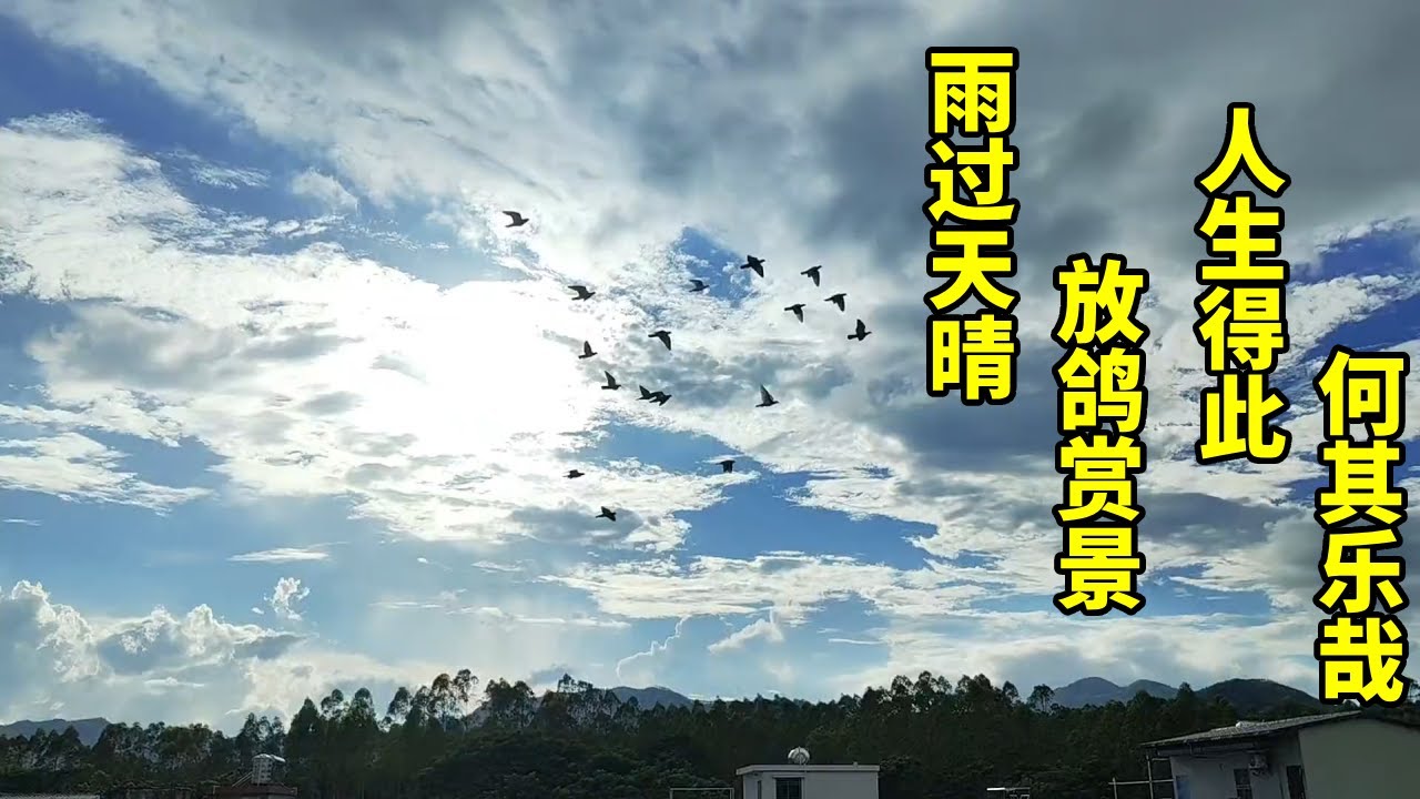 人生能有几回幸，放鸽赏景，这就是我最快乐的时光了#鴿子 #信鸽赛鸽 #幸福瞬間