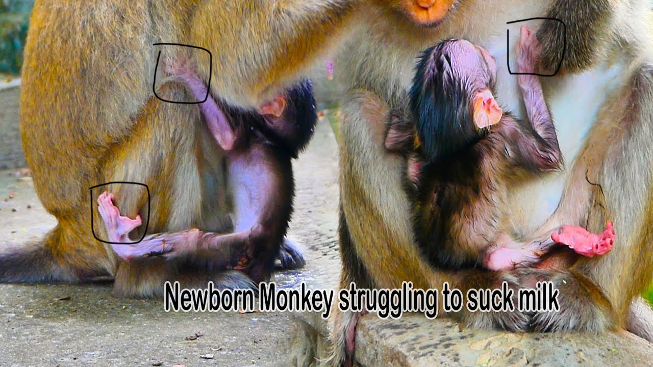 Sweetie newborn Monkey struggling to drink milk while young monkey mom ejoying food