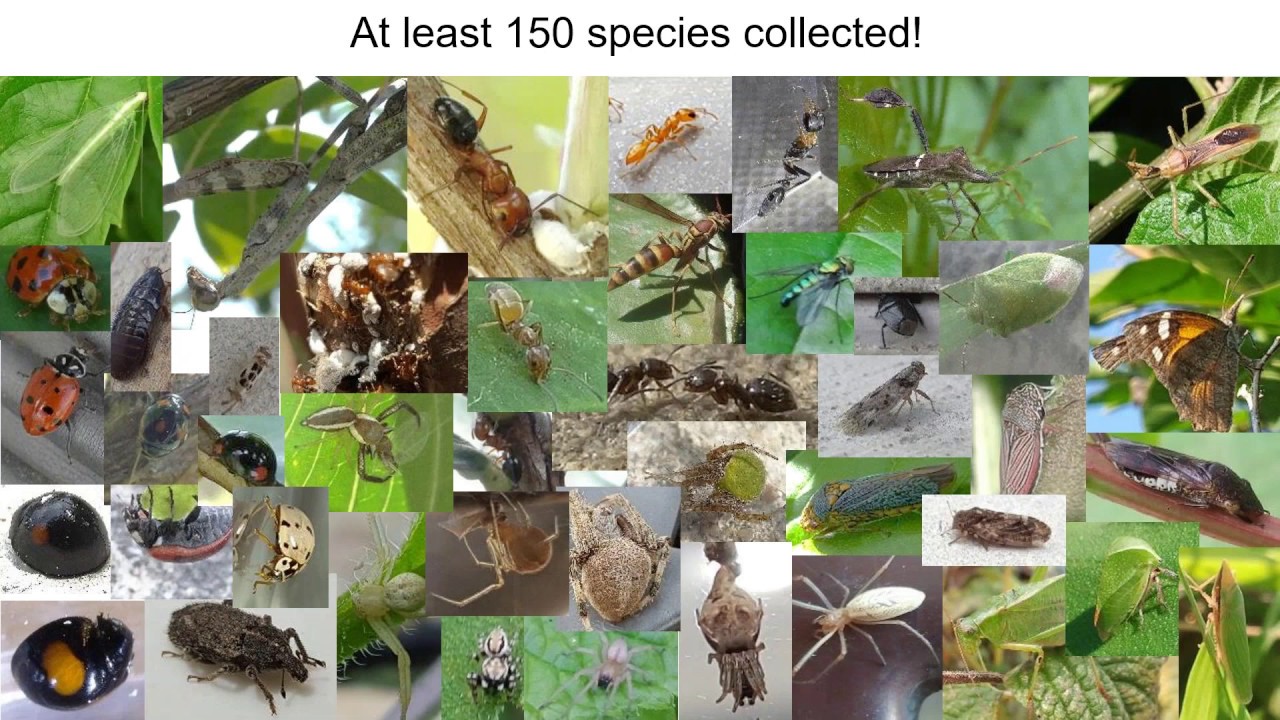 2020 07 01 Crapemyrtle bark scale----Pollinators  & Beneficials