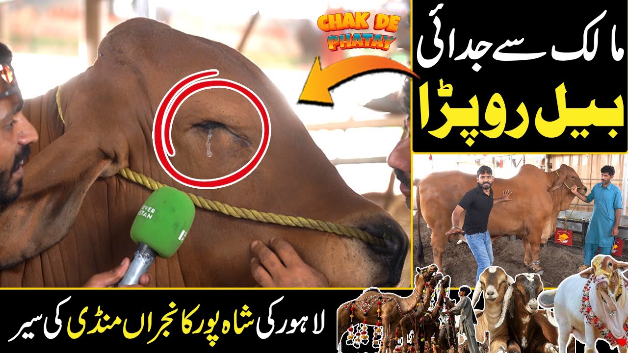 Bull Cries In Cattle Market | Shahpur Kanjra Mandi Lahore | Chak De Phatay | Discover Pakistan