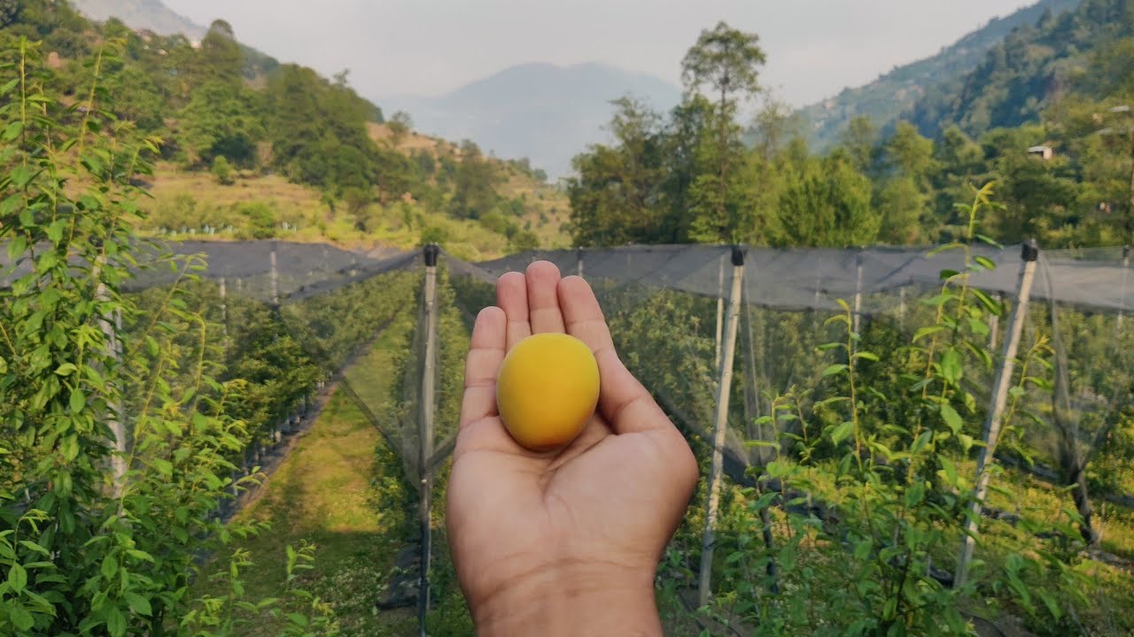 29 april 2025 Pricia , Holly cot , Rubista , big red apricot and plums update with maturity period.