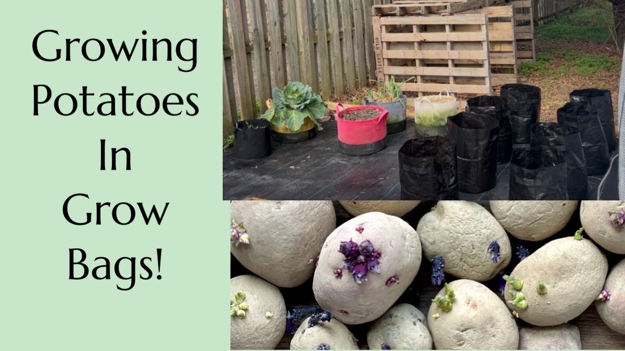 Grow Potatoes Using Store Bought and Seed Potatoes 