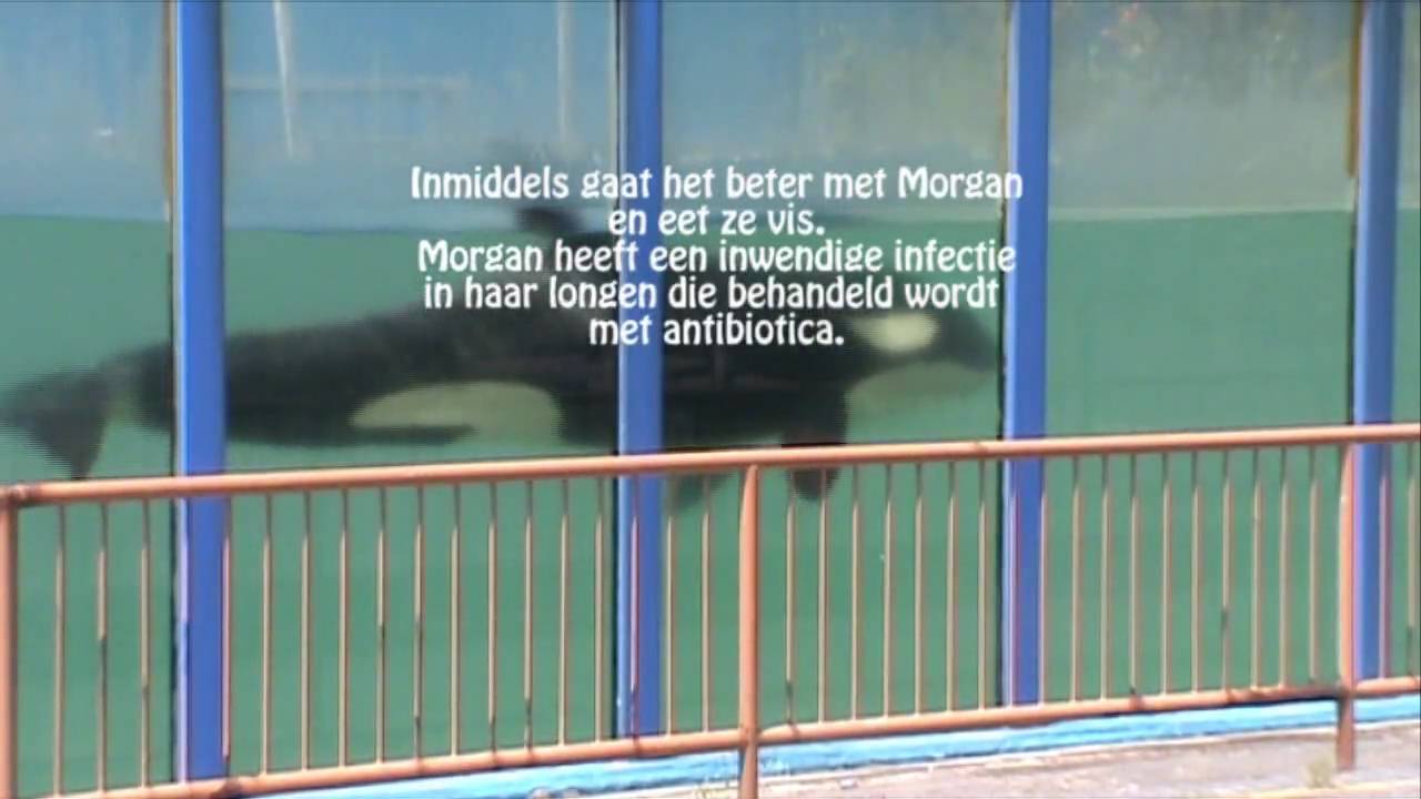 Orka Morgan verblijft in het Dolfinarium