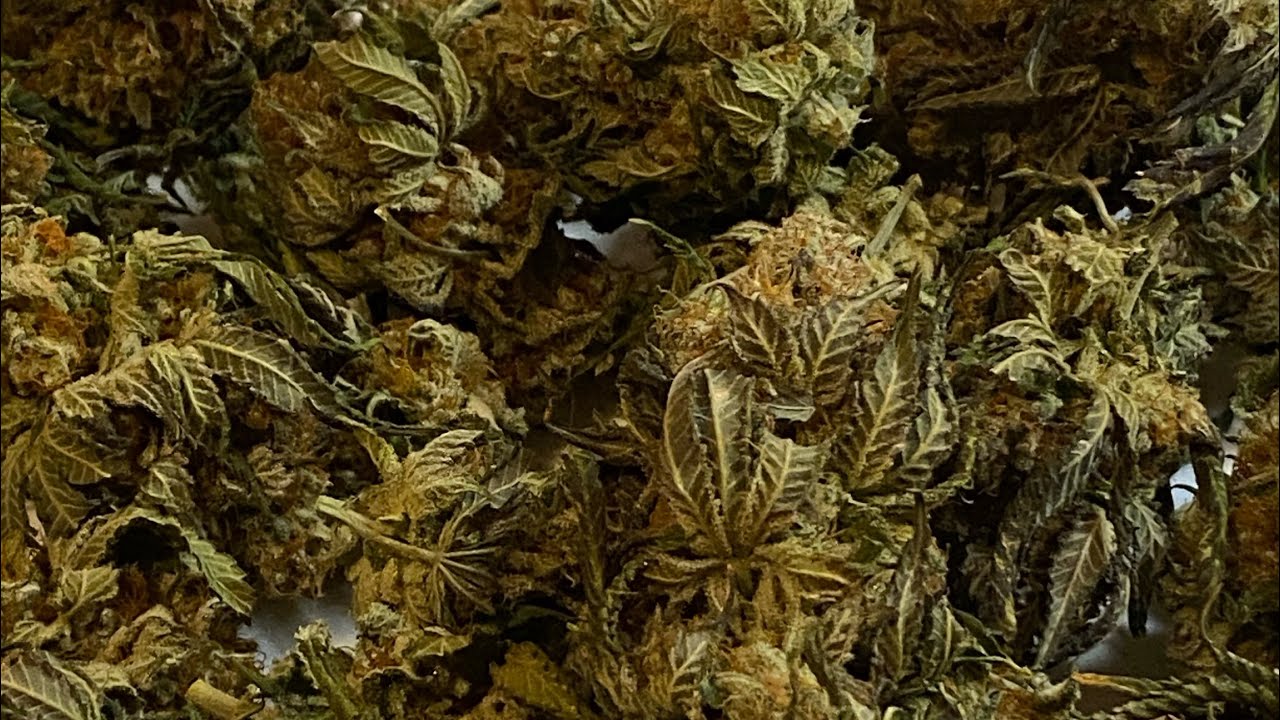 BUD TRIMMING: 98&rdquo;Bubba Kush