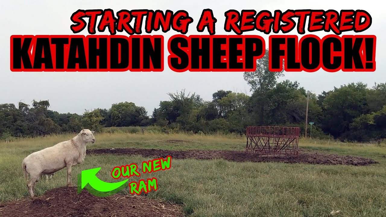 Starting a Registered Katahdin Sheep Flock!