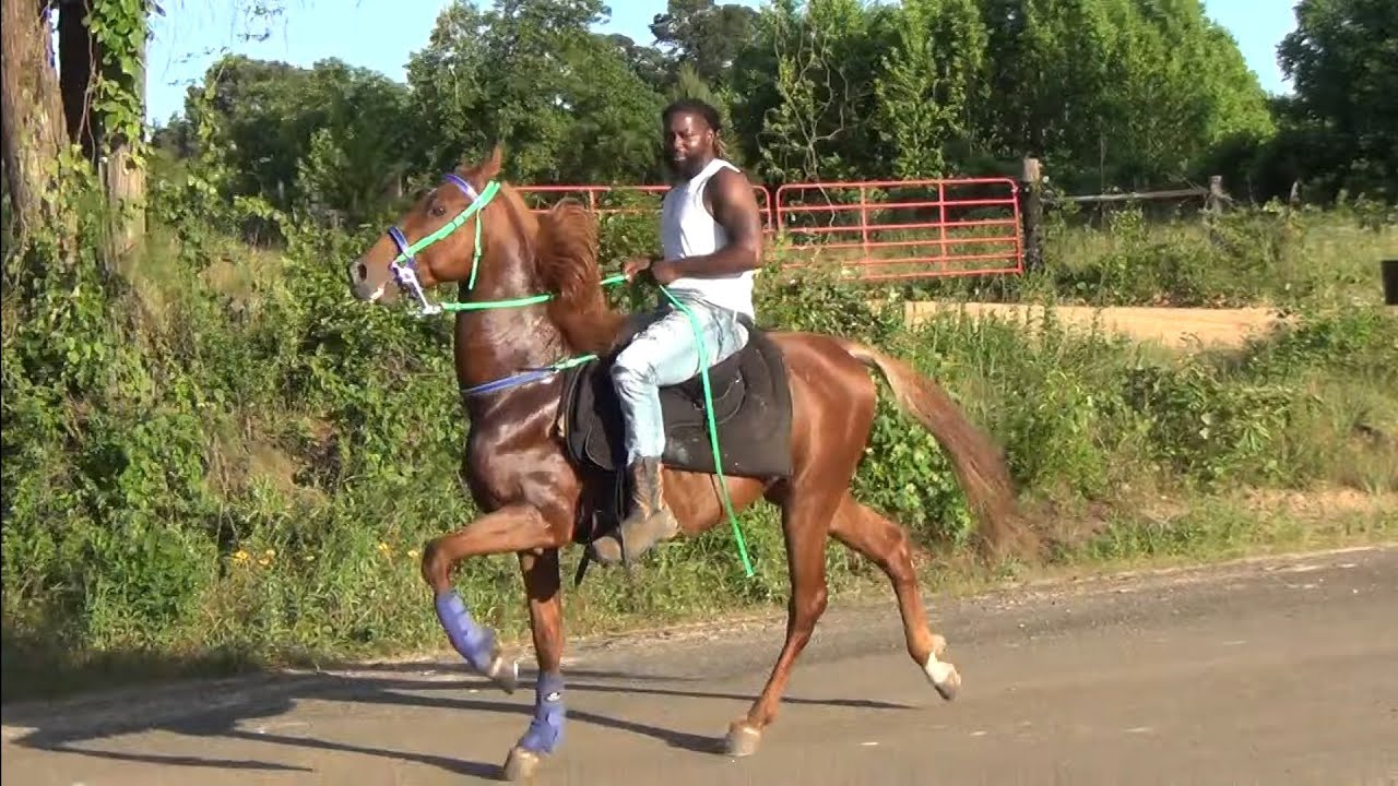 2022 Big Timers Singlefoot Trail Ride in Douglassville, Texas