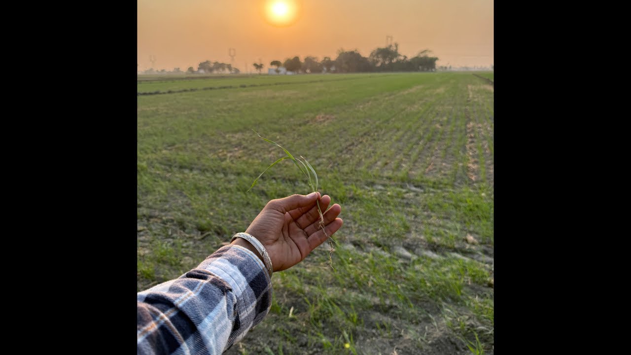 ਸੱਜਰੀ ਸਵੇਰ ( ਪੰਜਾਬ ) ਮੇਰੇ ਖੇਤ