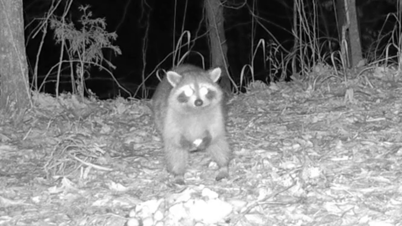 Raccoons Go Crazy for Holiday Meatballs | Trail Cam Night Footage