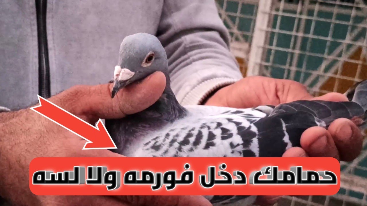 شويه حاجات لازم تاخد بالك منها بعد رجوع الحمام الزاجل من التمرينه