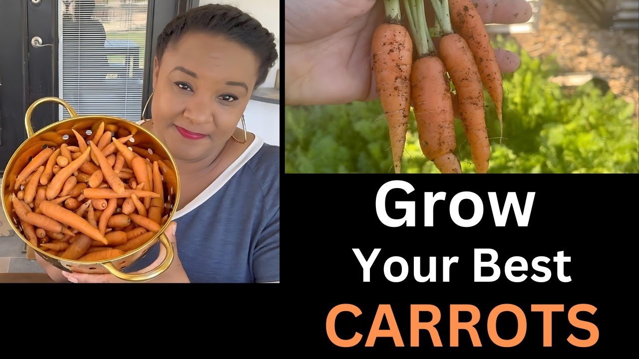 Plant, Grow, and Preserve Carrots: Preserving the harvest