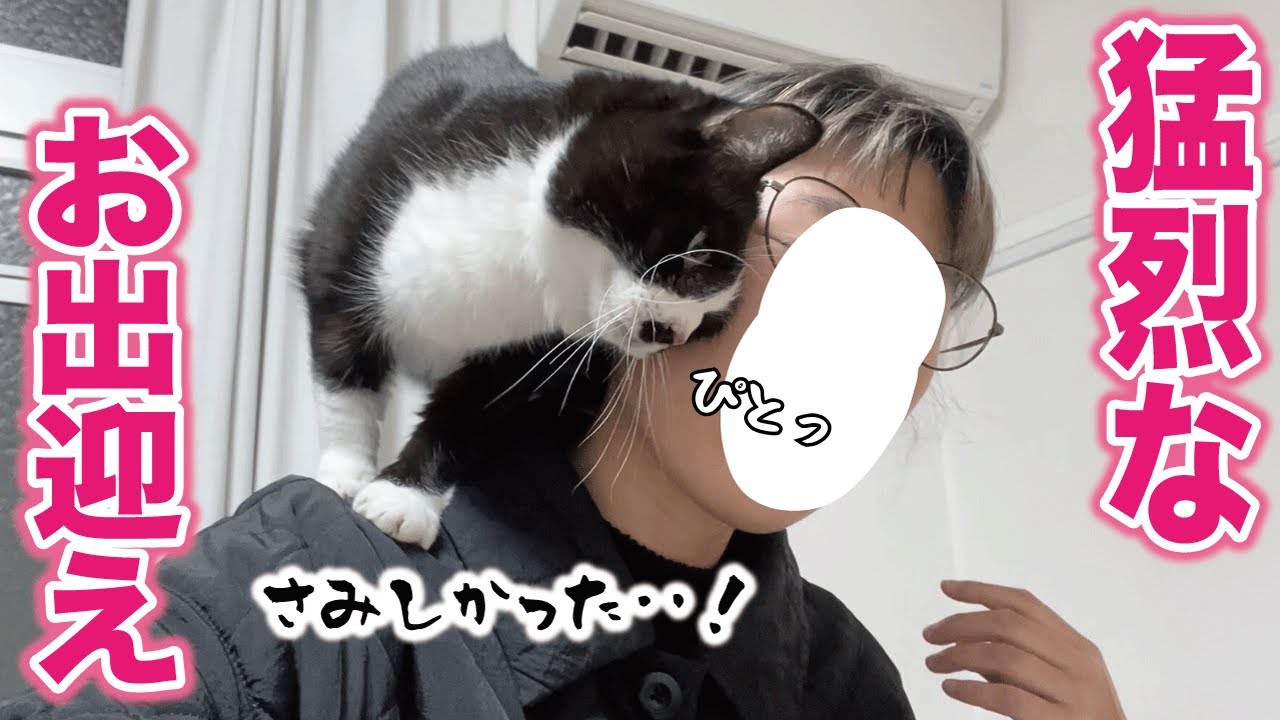 帰宅するとありえないくらい大喜びしてくれる愛情表現激しめの猫