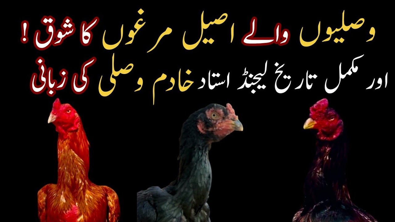 Wasli Walay Aseel Murga Shok |Wasli Aseel History & Exclusive Interview of Khadim Wasli | #aseelvlog