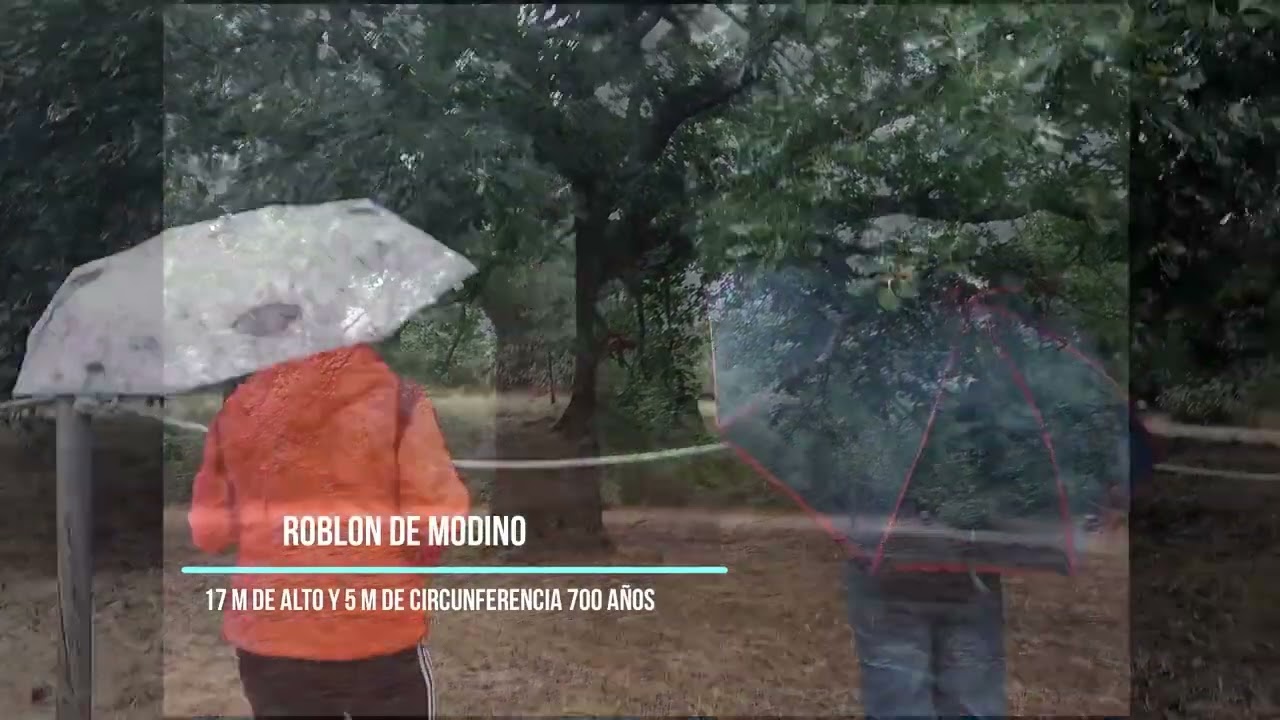 ROBLONES DE MOIDO