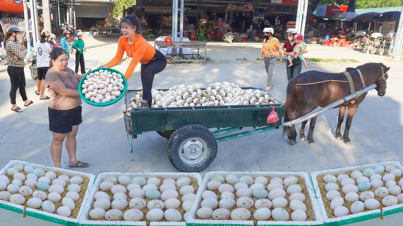 Use Horse Drawn Cart To Harvesting 1000 Duck Eggs Goes To Countryside Market Sell | Ly Tieu Toan