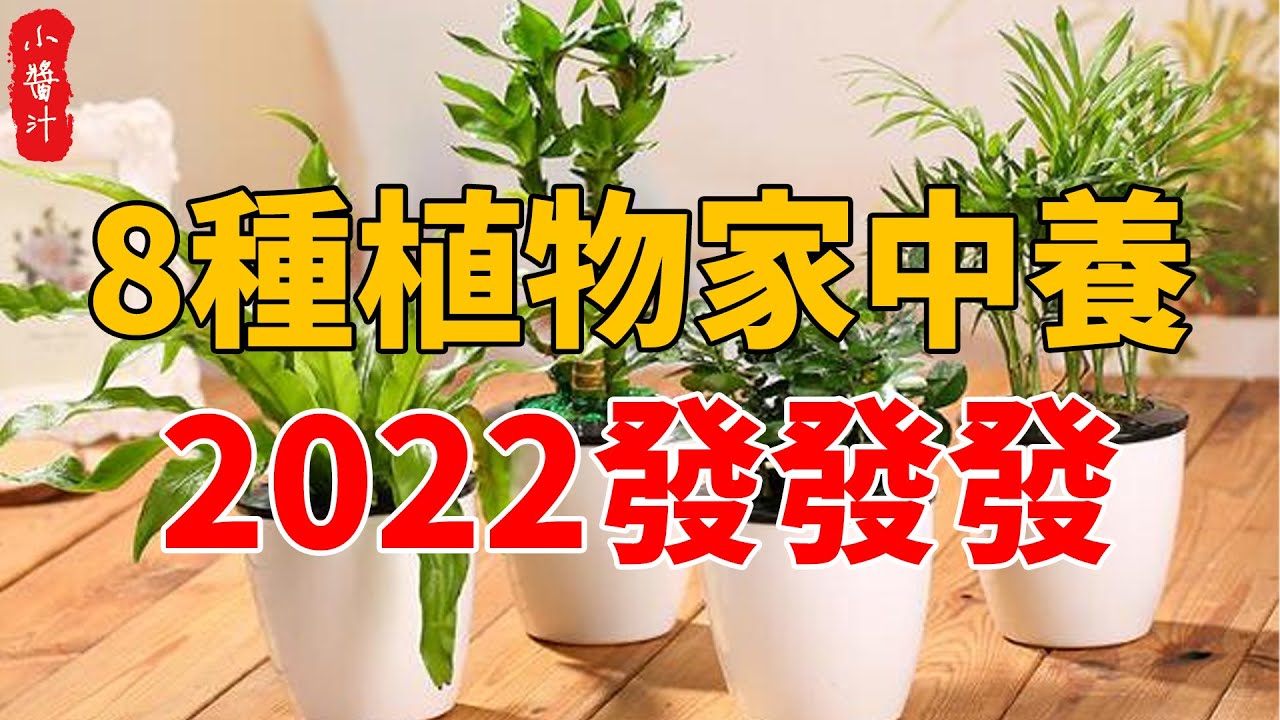 這8種花最旺家，只需養一盆，2022發發發！你家養對了沒#生活小醬汁