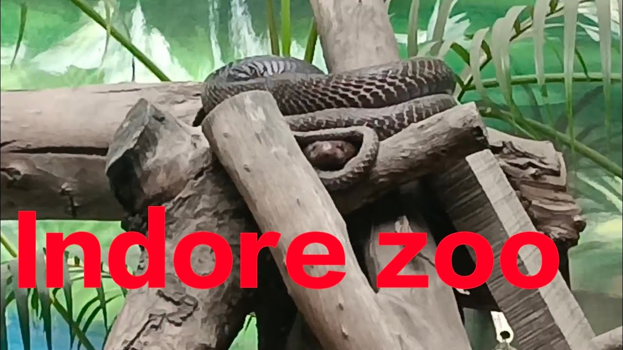 Indore zoo#animals, birds and snake 