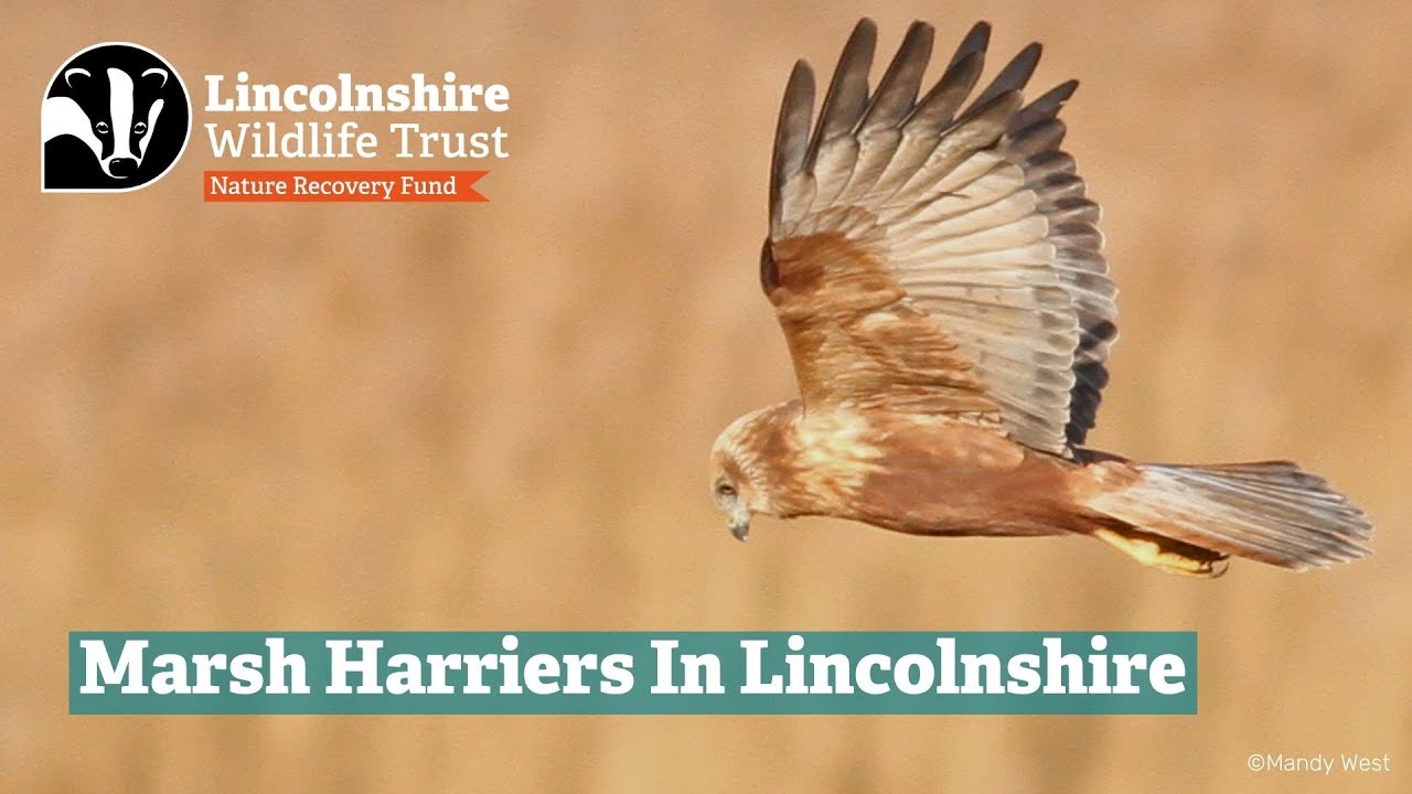 Marsh Harriers In Lincolnshire - A webinar from Coast and The Wash Assistant Warden, Richard Doan