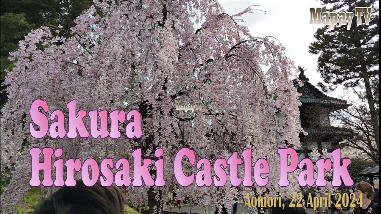 Viewing Sakura Cherry Blossoms in Hirosaki Castle Park Aomori Prefecture Japan Beautifull