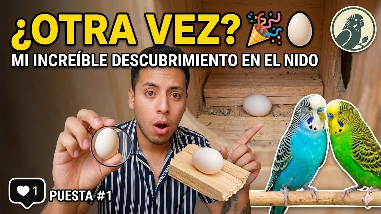 🕵️‍♂️ Lo que descubrí dentro del nido me dejó sin palabras...