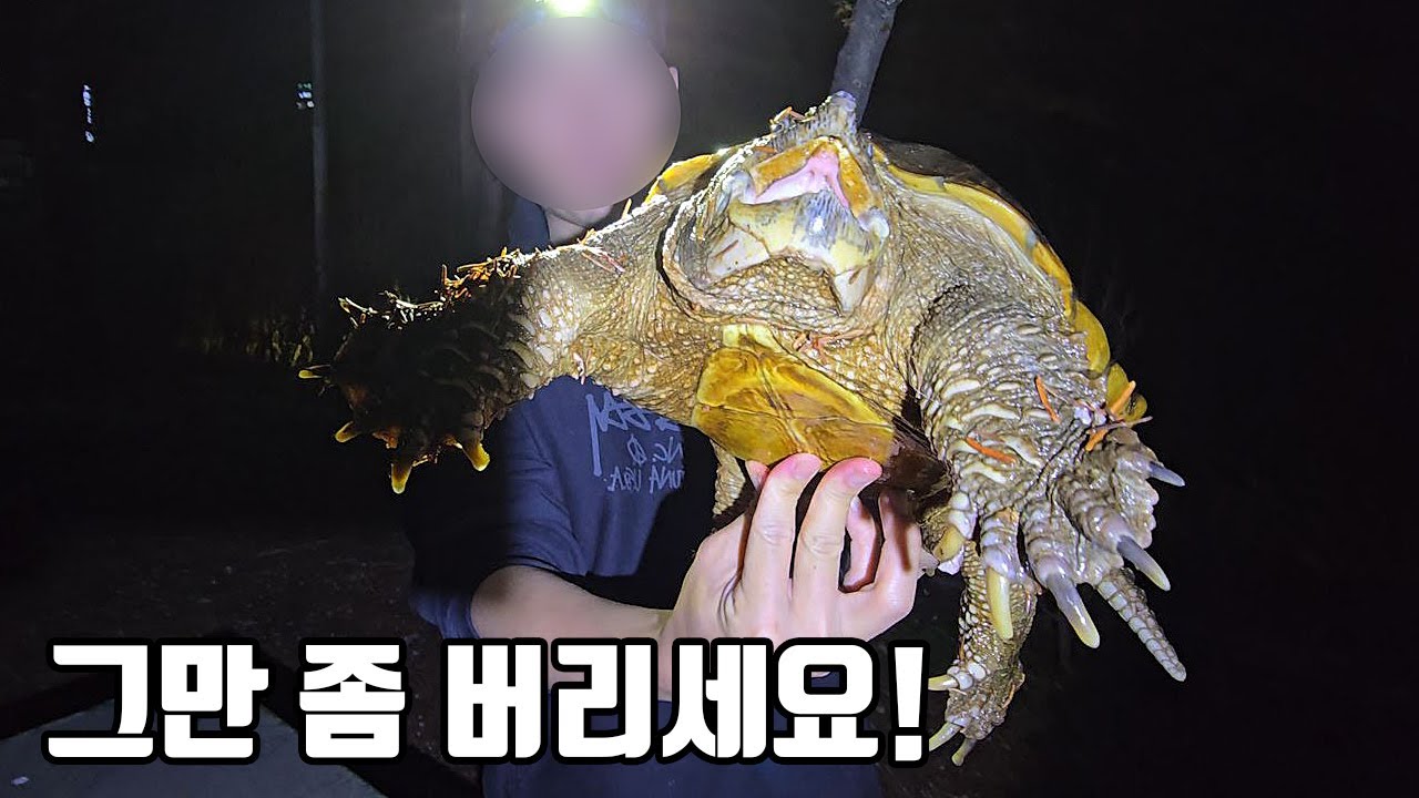 이번엔 경기도 용인에서 발견됐습니다...대체 몇마리일지 가늠조차 안되네요
