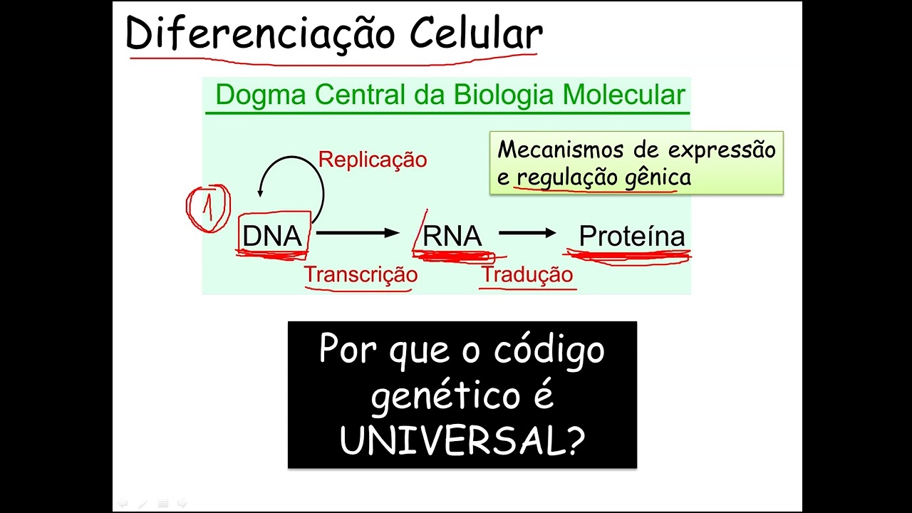Diferenciação Celular