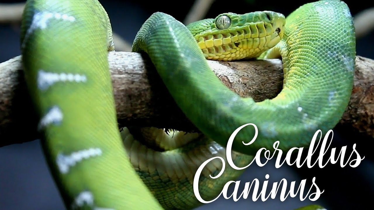Mon Corallus caninus (Boa Canin)