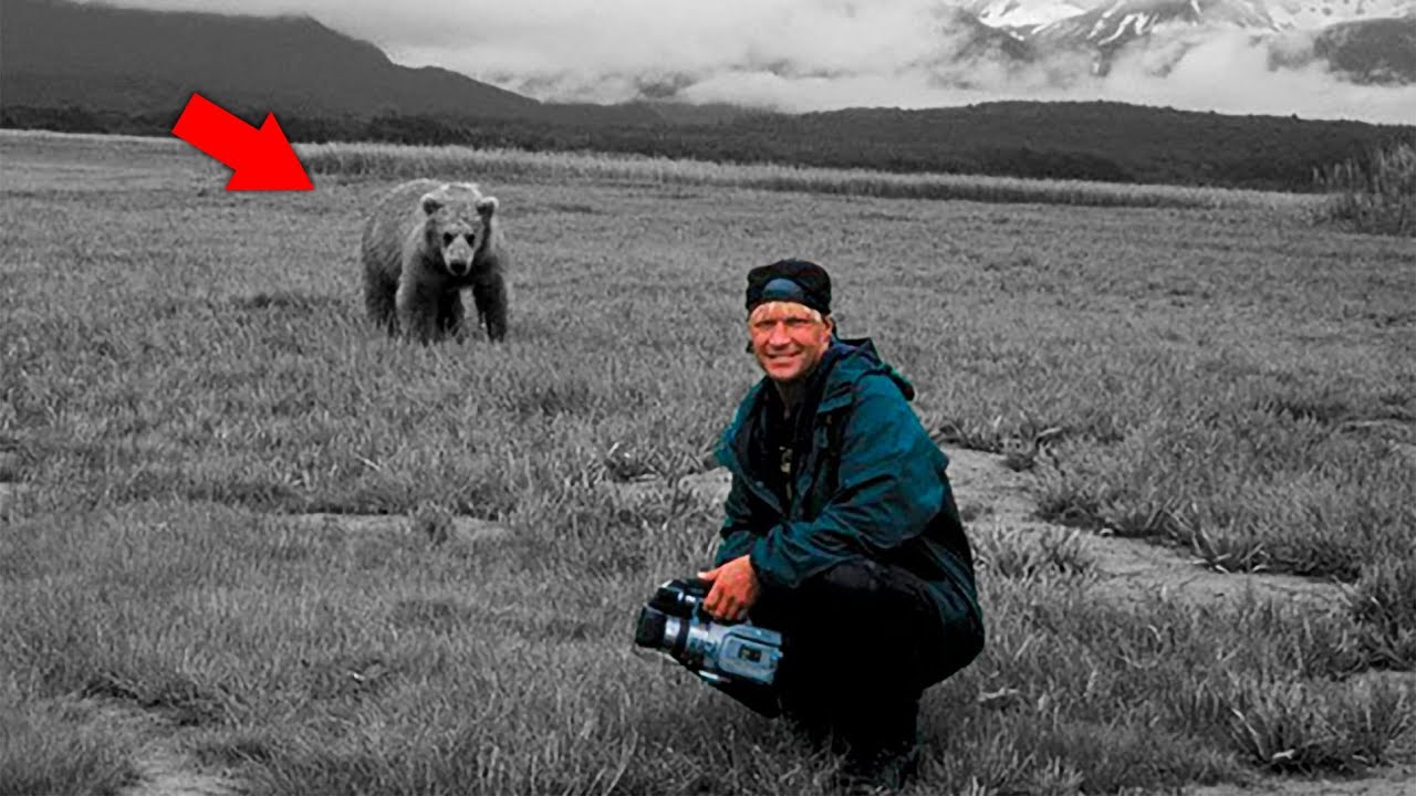 Devorado Vivo em Frente a Câmera / Conheça a Trágica História de Timothy Treadwell