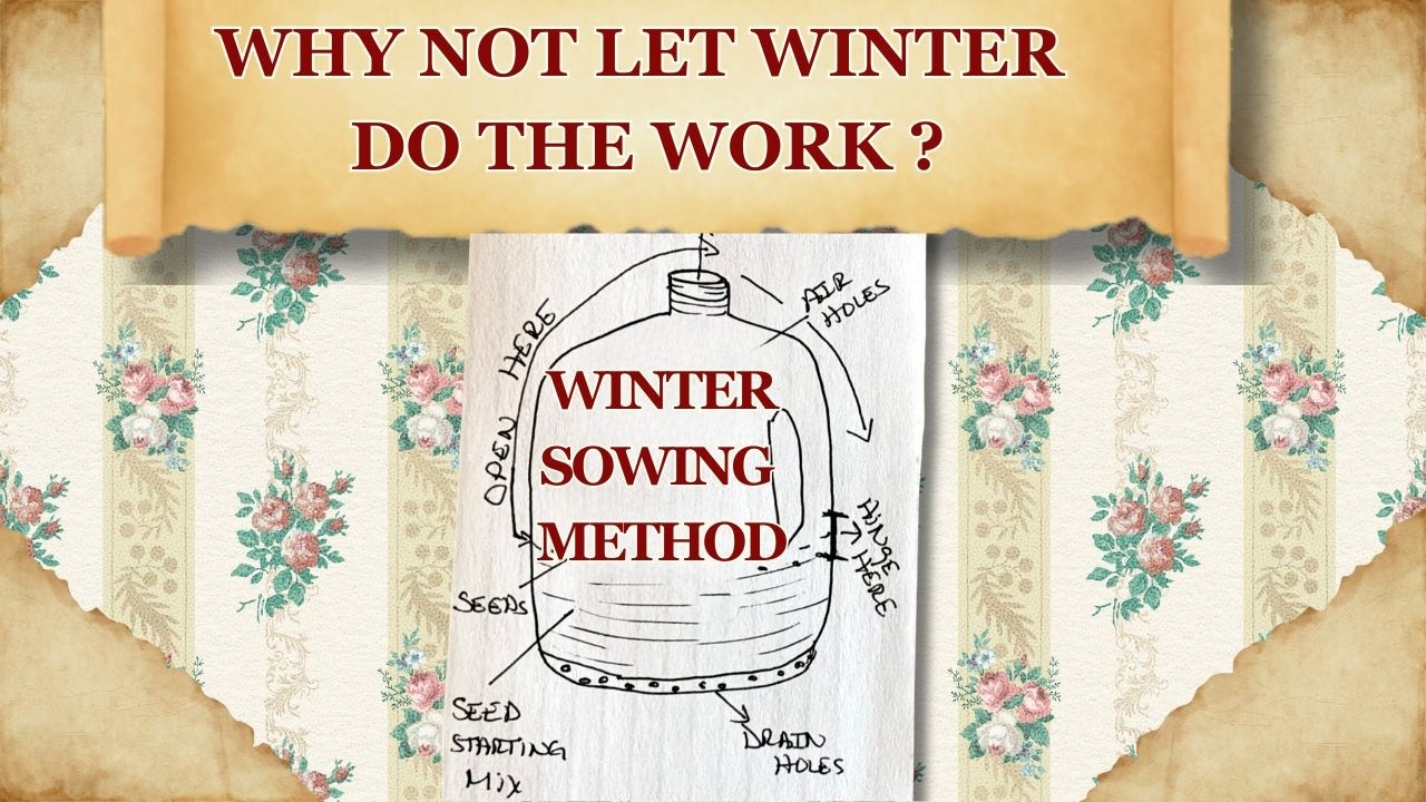 Winter Seed Sowing - (Cold Stratification Made Simple) Episode 3