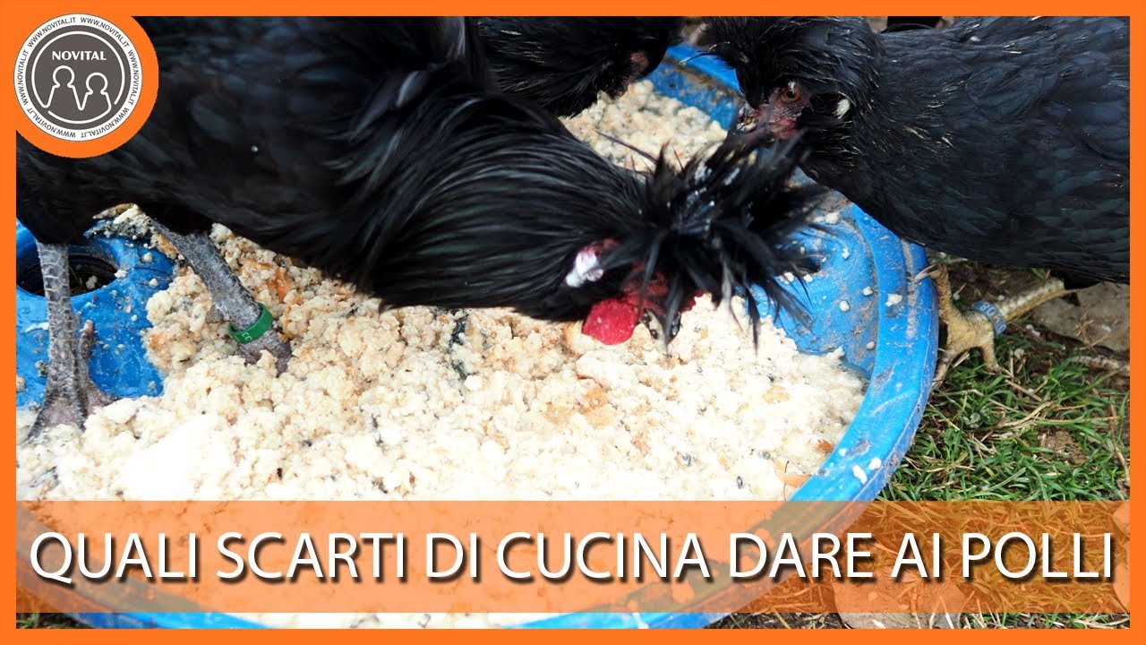 Si possono dare gli scarti di cucina ai polli? Pillole di Avicoltura