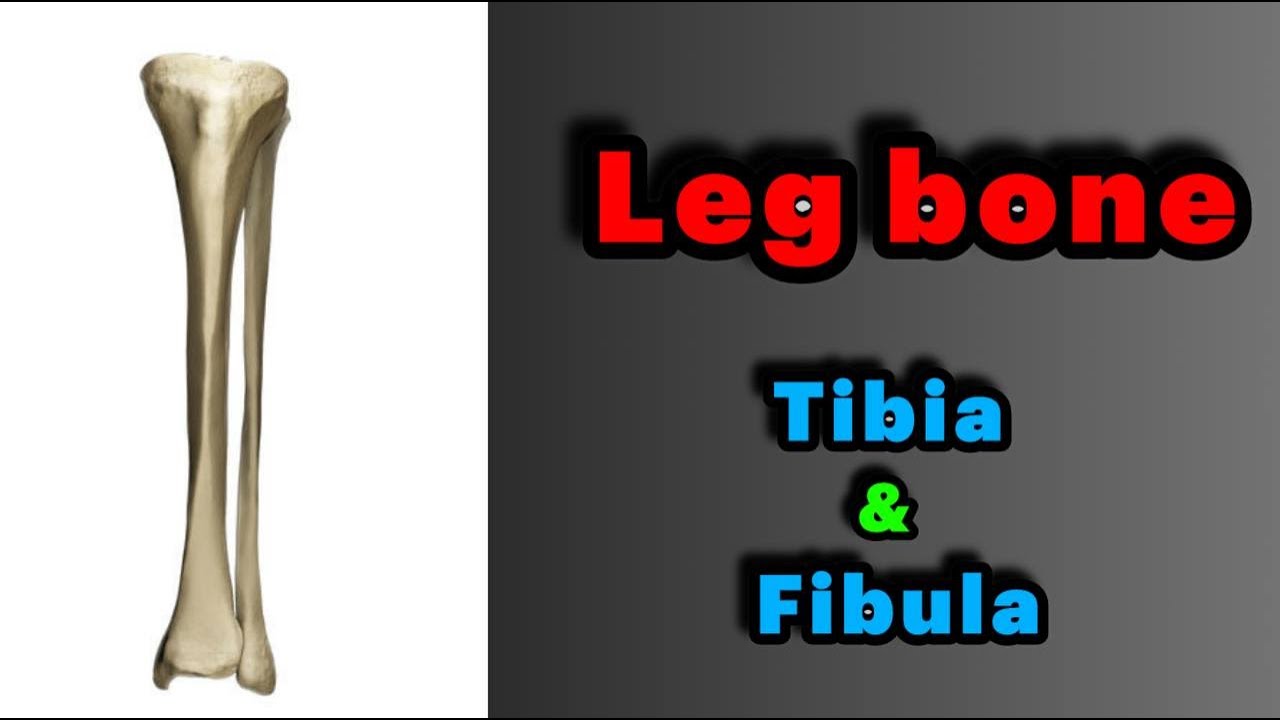 جلسه 12 | استخوان های ساق پا- Bones of leg(Tibia+Fibula)