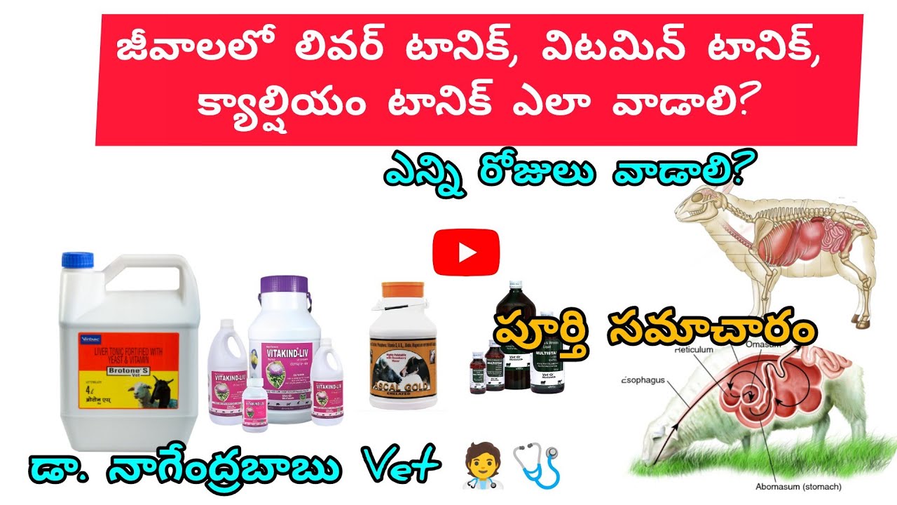 జీవాల లో లివర్ టానిక్, విటమిన్ టానిక్,క్యాల్షియం టానిక్ ఉపయోగాలు & ఎన్ని రోజులు వాడాలో చూడండి#sheep