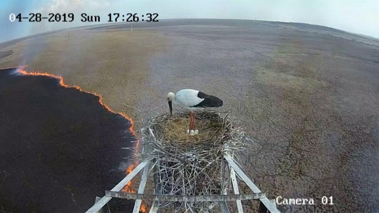 L'incendio visto dal nido di una cicogna: la colonna di fuoco divora i campi
