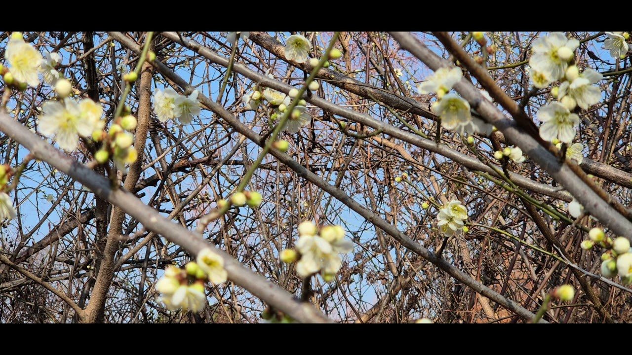 @홍매화의 화려한 자태