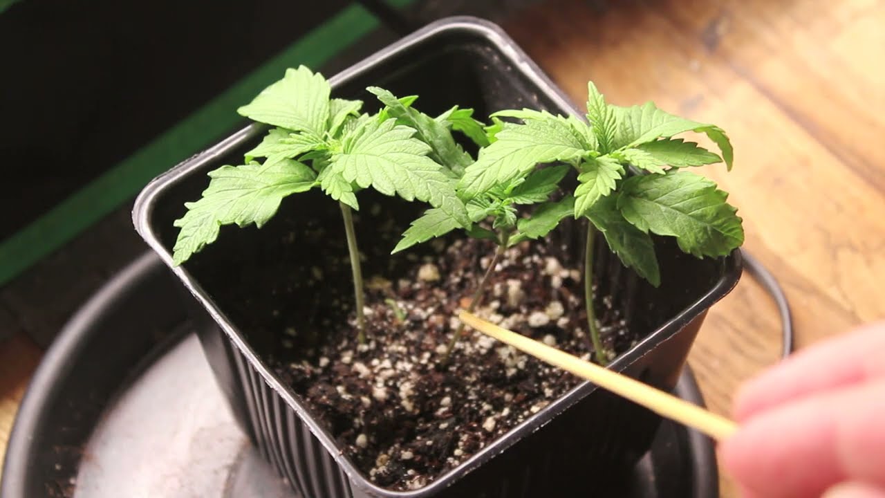 Stretched Seedlings : How to manage this problem with Backfilling