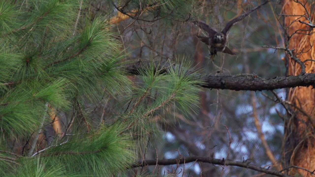 Redtail Hawk Flying Slow Motion