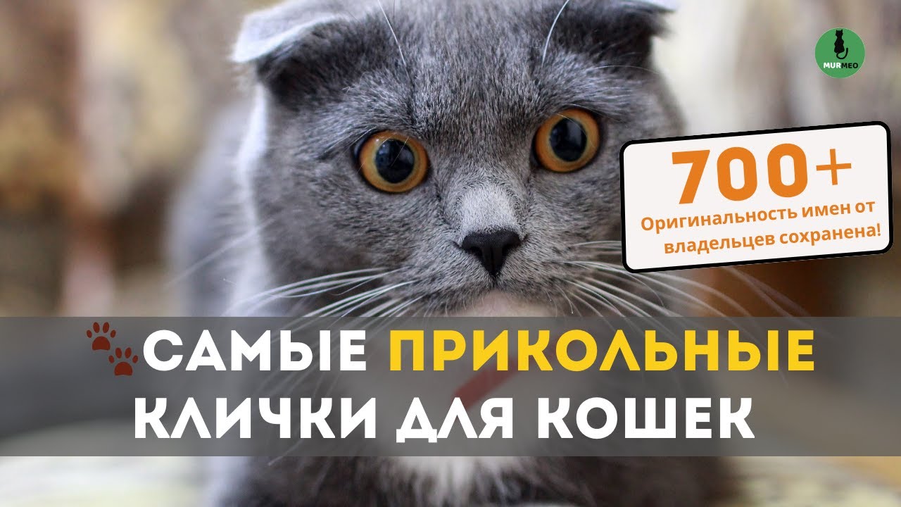 Самые Прикольные Клички для Кошек (750 Смешных Имен Взятых с Реальных Питомцев)
