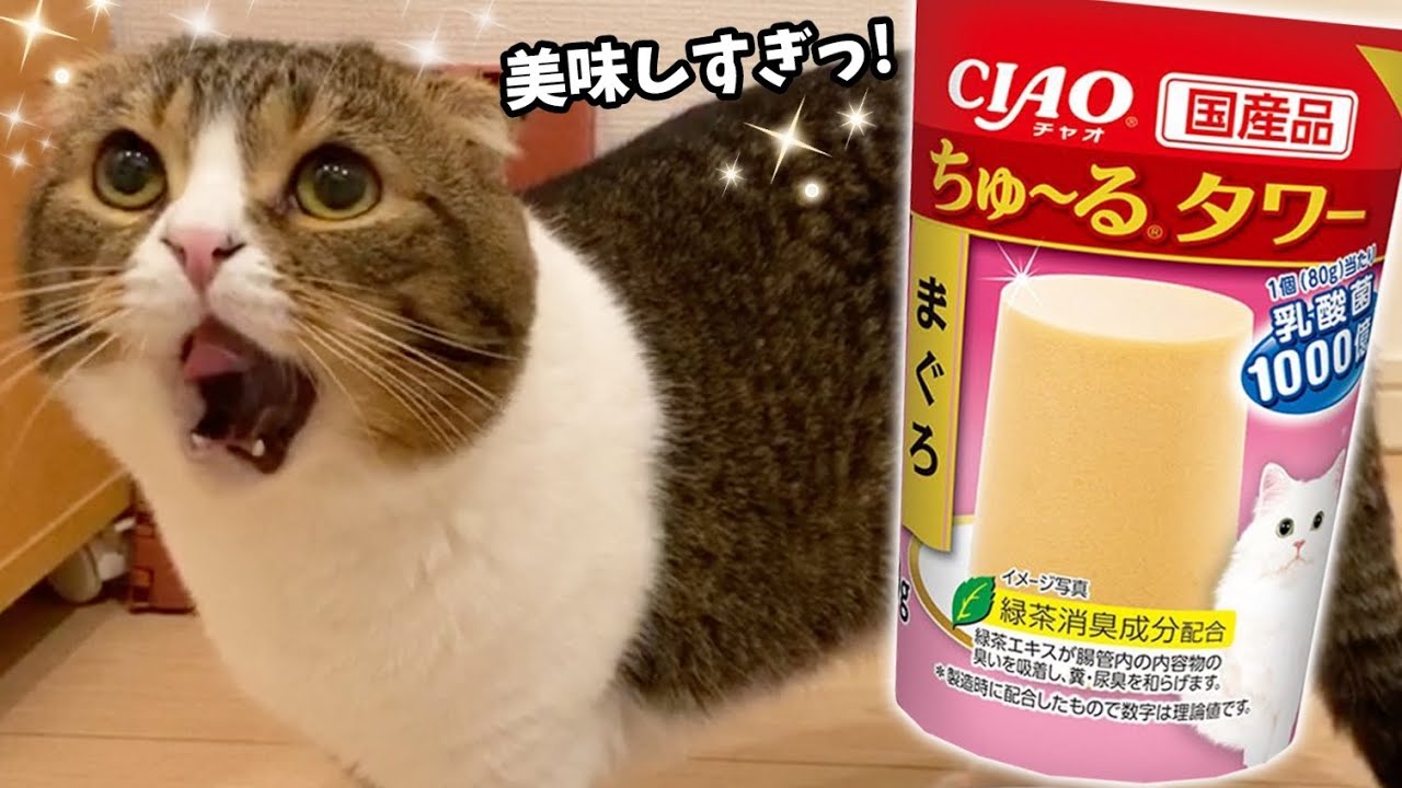 ちゅーるタワーが美味しすぎて喋る猫