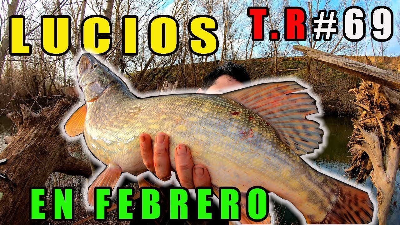 Lucios en Febrero #lucios #pikes