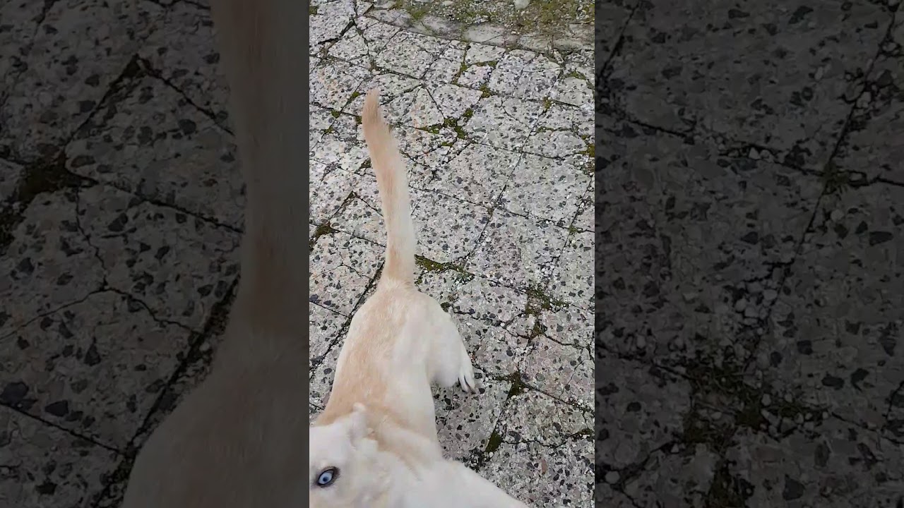 Incrocio labrador