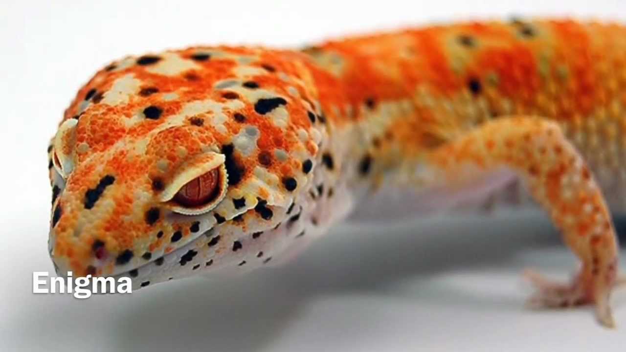 Leopard Gecko Morphs