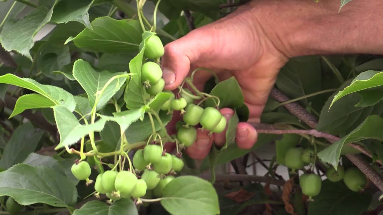 How to grow Hardy Kiwi