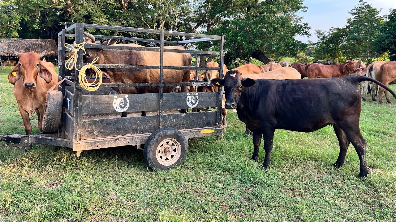 🐄😱Las hijas despidiendo a su mamá por qué la llevamos para otro dueño 😱🐄