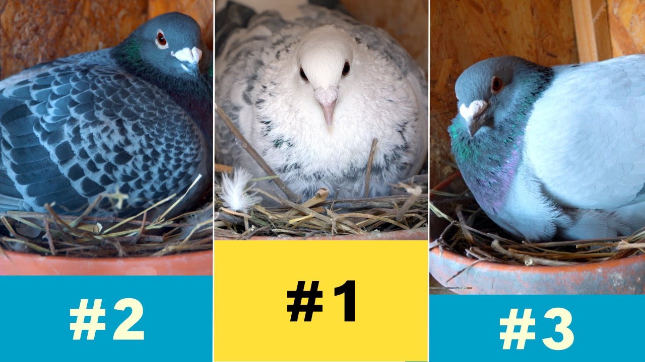 Pigeons Nest Building Contest