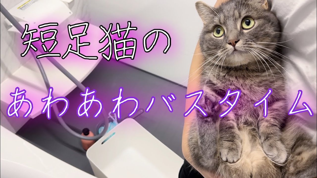 シャンプー中の短足猫がお利口すぎた...